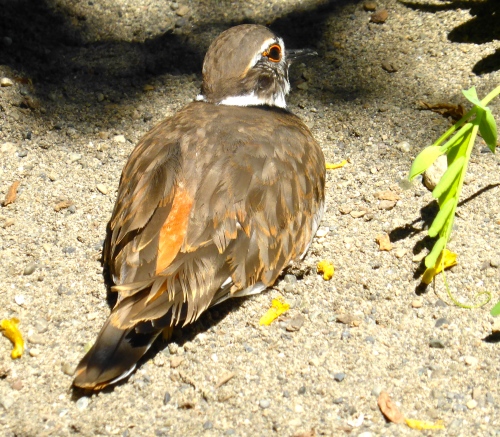 P1130557.JPG