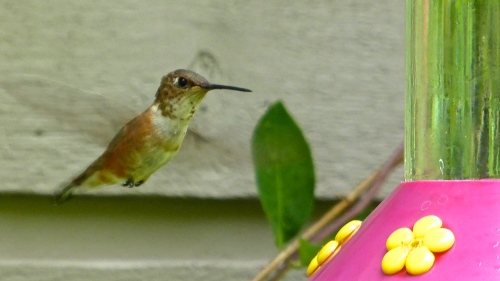 P1100005.JPG