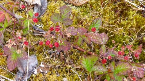 P1130167.JPG