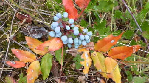 P1130171.JPG