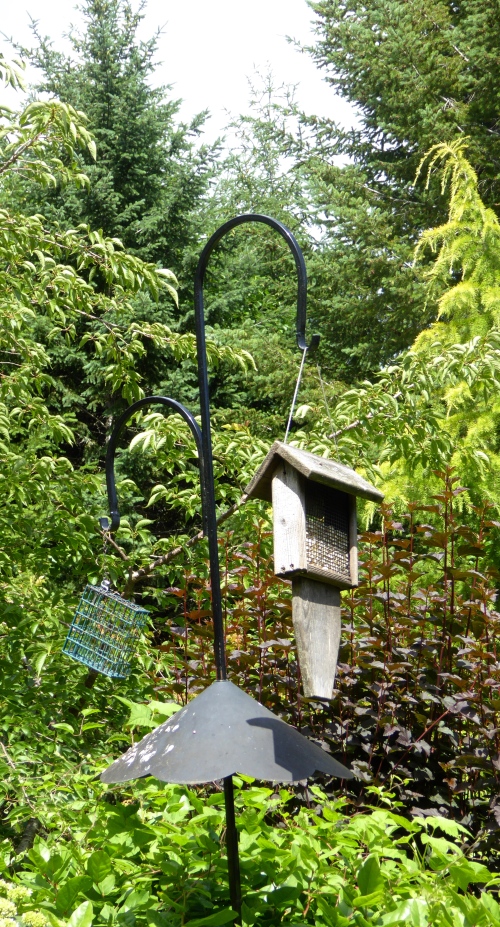 P1130364.jpg
